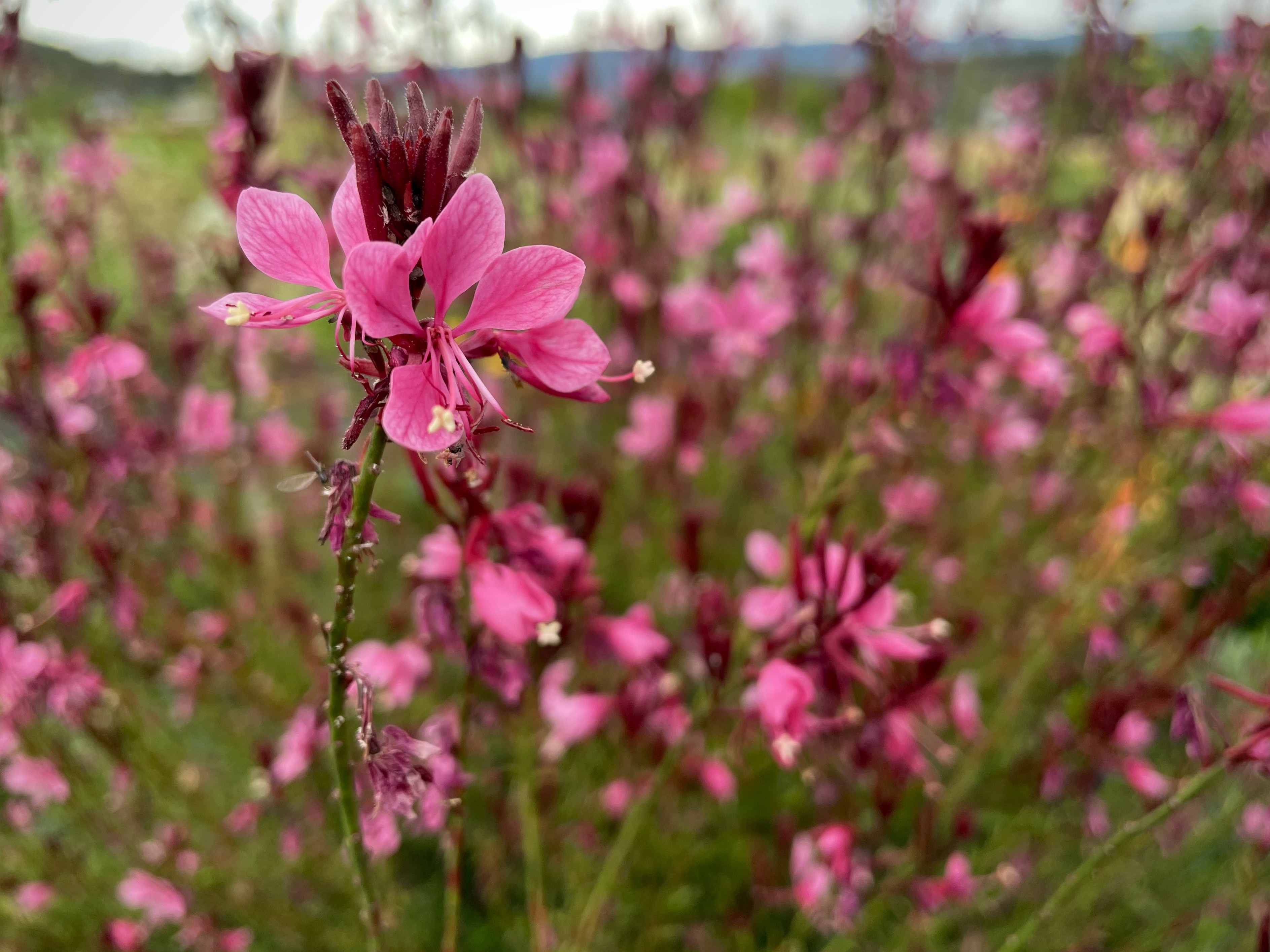 bright pink gaura blooms