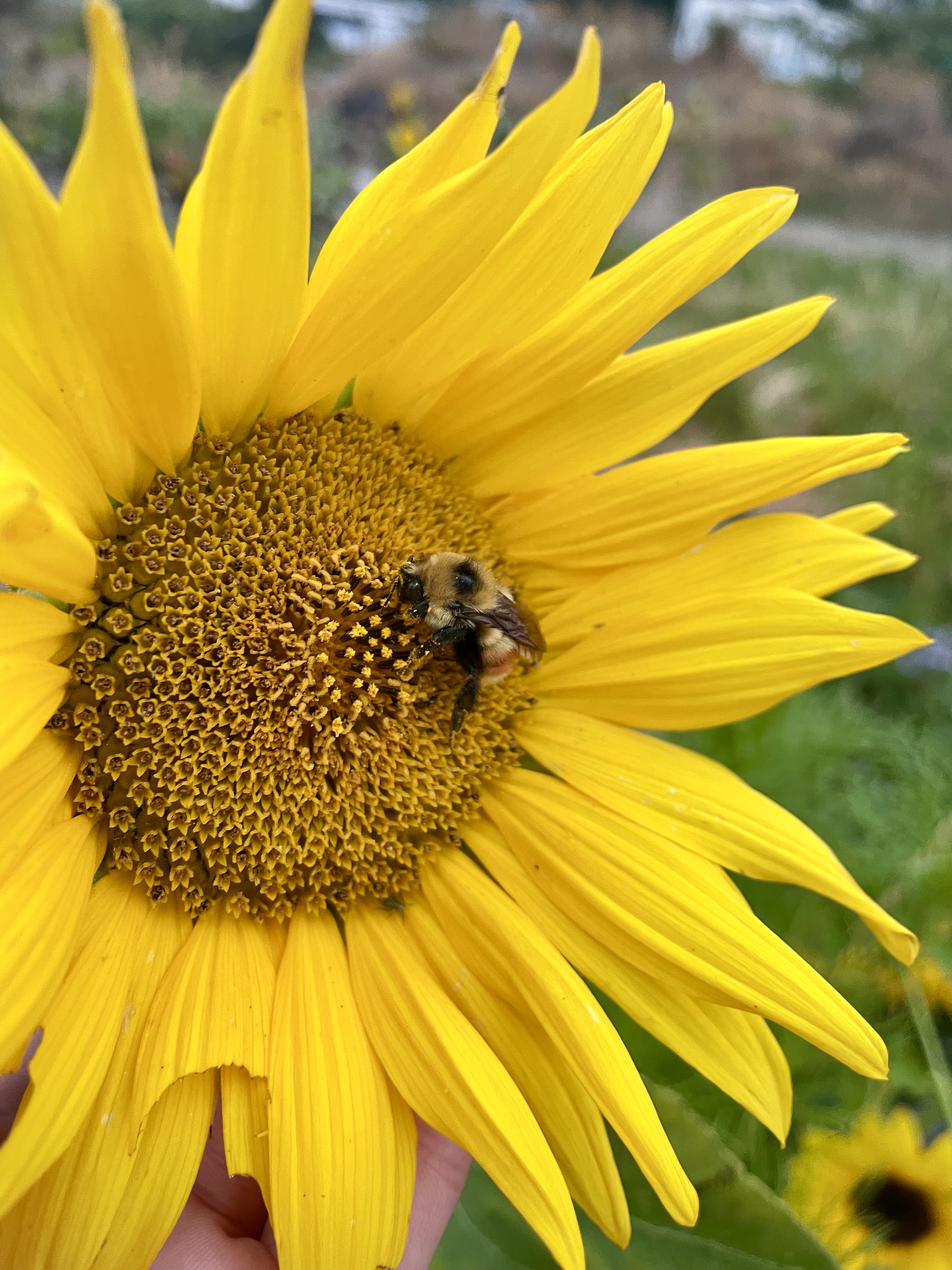 large bumblebee on sunflower centre